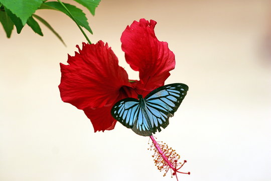 butterfly on hibiscus
