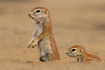 ground squirrels