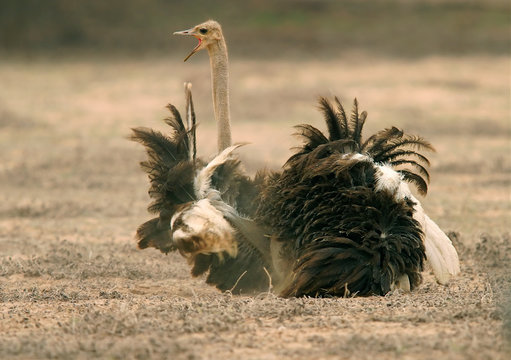 ostrich