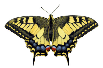big swallowtail