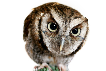 wise owl wearing reading glasses