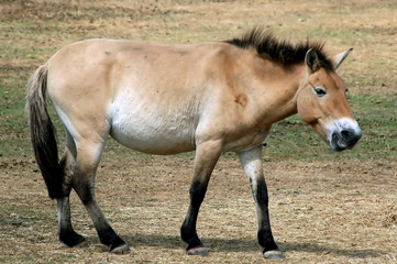 przewalski's horse 2