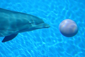 dolphin and ball