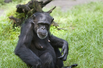 Fototapeta premium chimpanzee