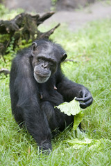 chimpanzee