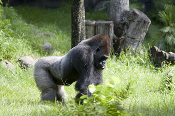 gorilla