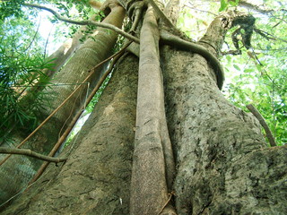 arbre, cambodge