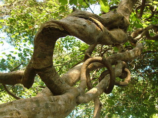 arbre, cambodge