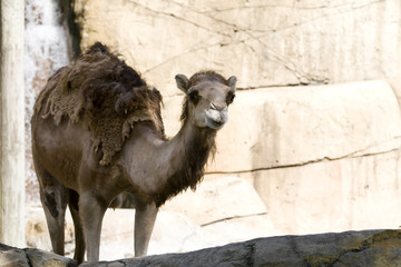 camel