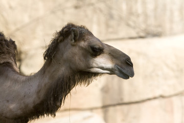 camel