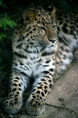 Naklejka na ściany i meble leopard cub