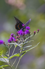 Obraz premium mountain butterfly