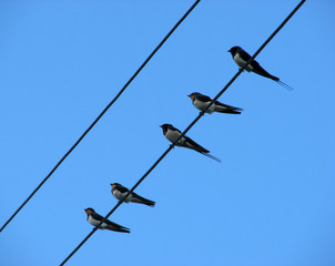 birds on telephone wires