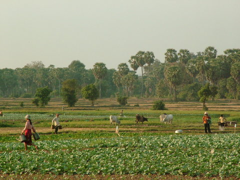 campagne, cambodge