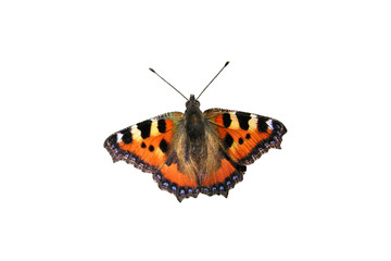 Fototapeta na wymiar rusałka - motyl
