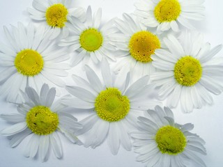 Obraz premium ox-eye daisy