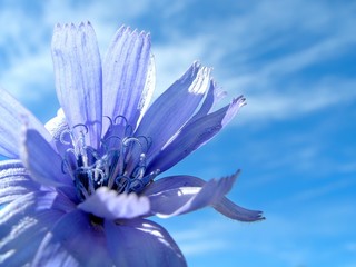 Fototapeta na wymiar niebieski kwiat