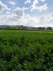 Fototapeta na wymiar zielone łąki i błękitne niebo