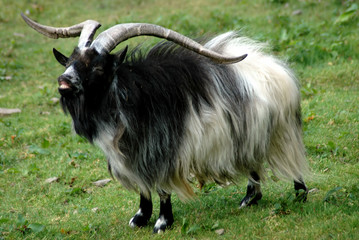 Fototapeta premium welsh mountain goat