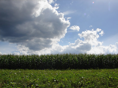 blue sky and cornfield
