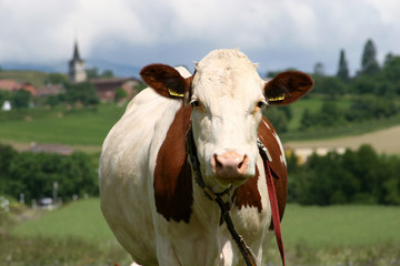 vache 03