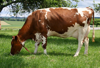 vache 01