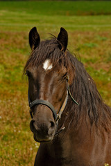 Obraz premium cheval