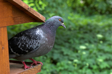 grey dove