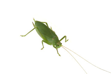 bug 6