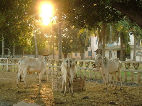 vache, cambodge