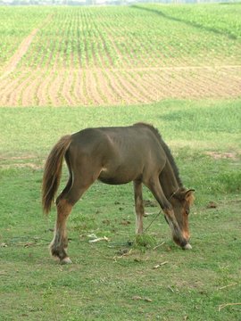 cheval, cambodge
