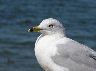 seagull