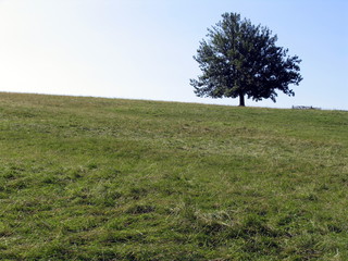 tree