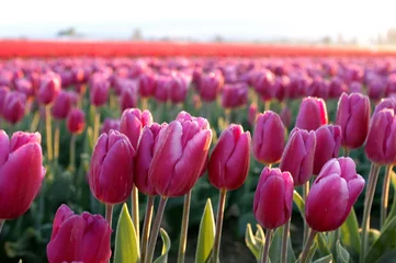 Fotobehang Tulp kleurrijke tulpenvelden