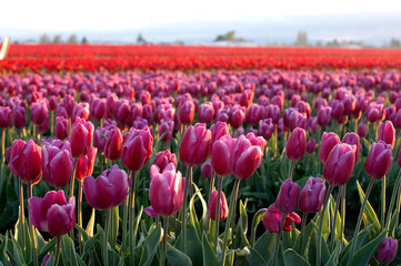 tulip fields no.2