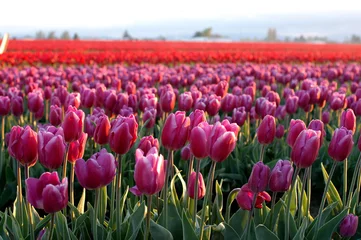 Poster de jardin Tulipe champs de tulipes n°2