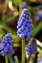 beautiful purple flower