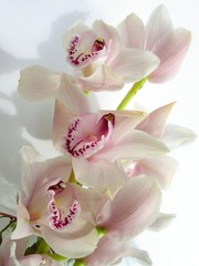 Naklejka na ściany i meble piękne różowa orchidea
