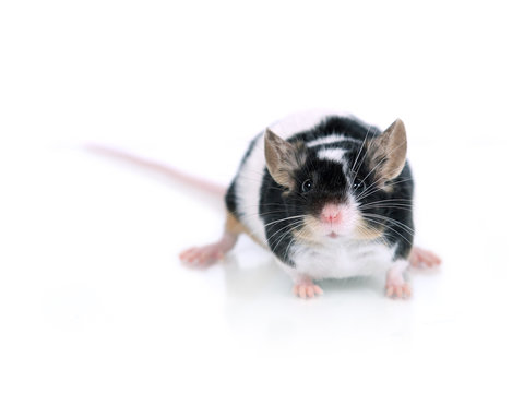 portrait of a mouse