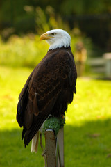 bald eagle standing