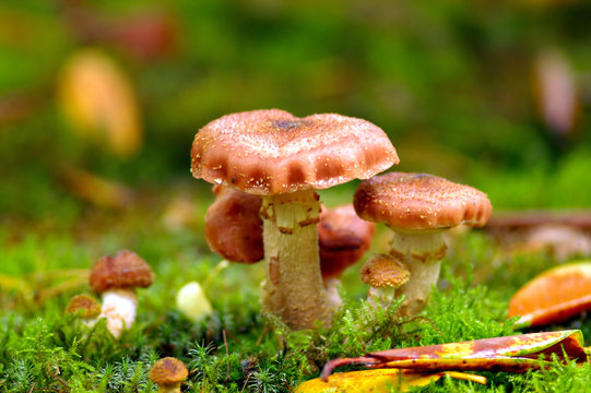 mushroom under a tree