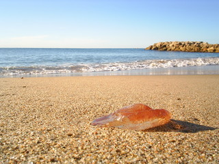 Fototapeta na wymiar meduse sur plage
