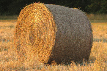 hay bails © Ali Taylor