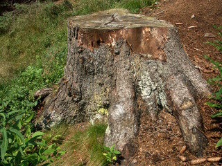 baumstumpf