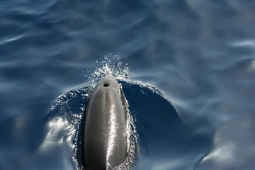 Keuken foto achterwand Dolfijn dolphin riding bow wave