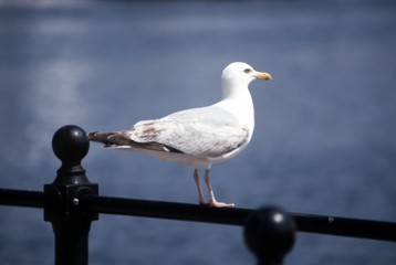 seagul on railings