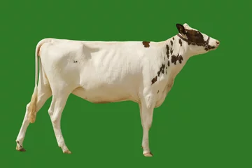 Acrylic prints Cow cow