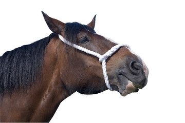 Fototapeta na wymiar shire horse