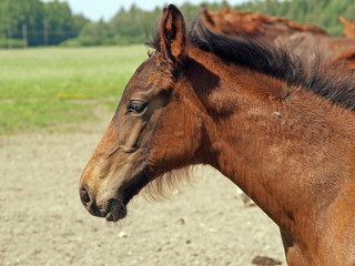 a portrait of baby horse