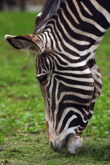 zebra head